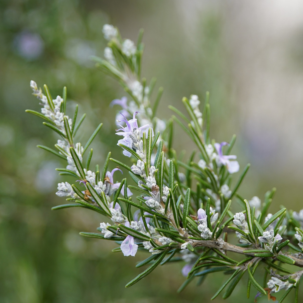 Heilkraut des Monats: Rosmarin